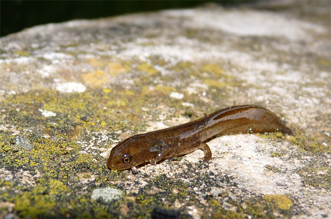 identificazione tritone - Lissotriton italicus, larva